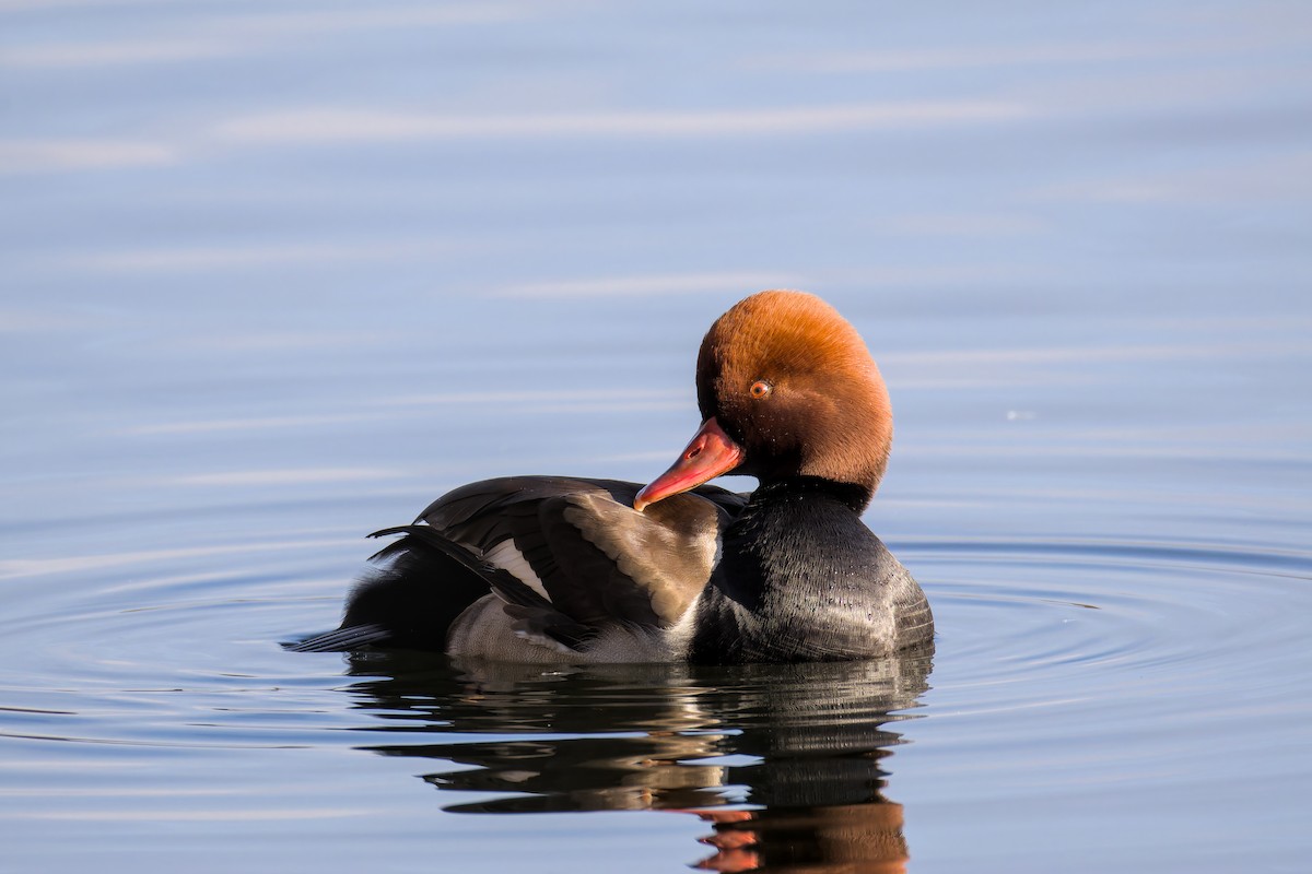 Красноносый нырок - ML646049797