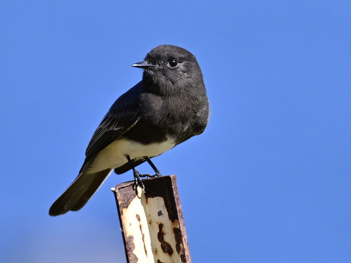 Чёрный фиби - ML646049798