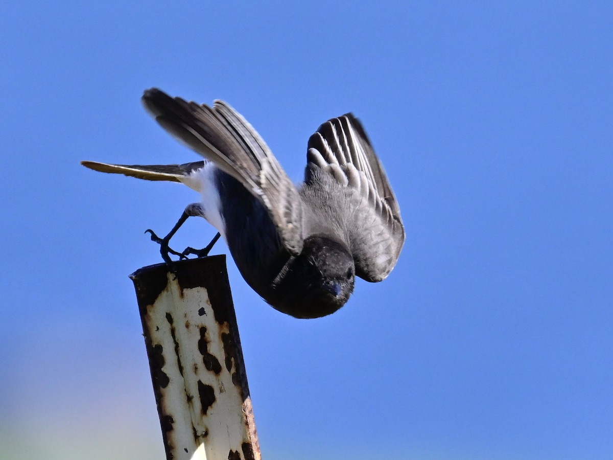 Чёрный фиби - ML646049799