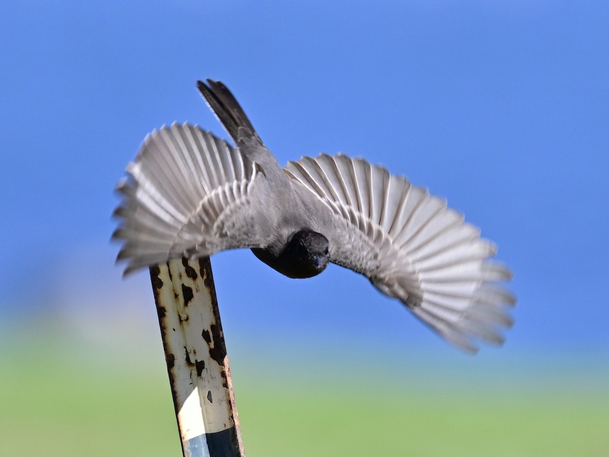 Чёрный фиби - ML646049800