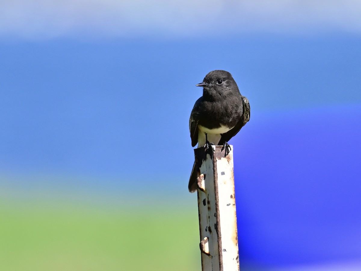 Чёрный фиби - ML646049801