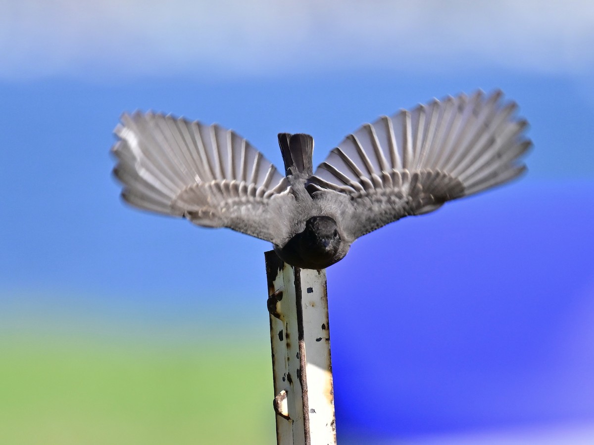 Чёрный фиби - ML646049802