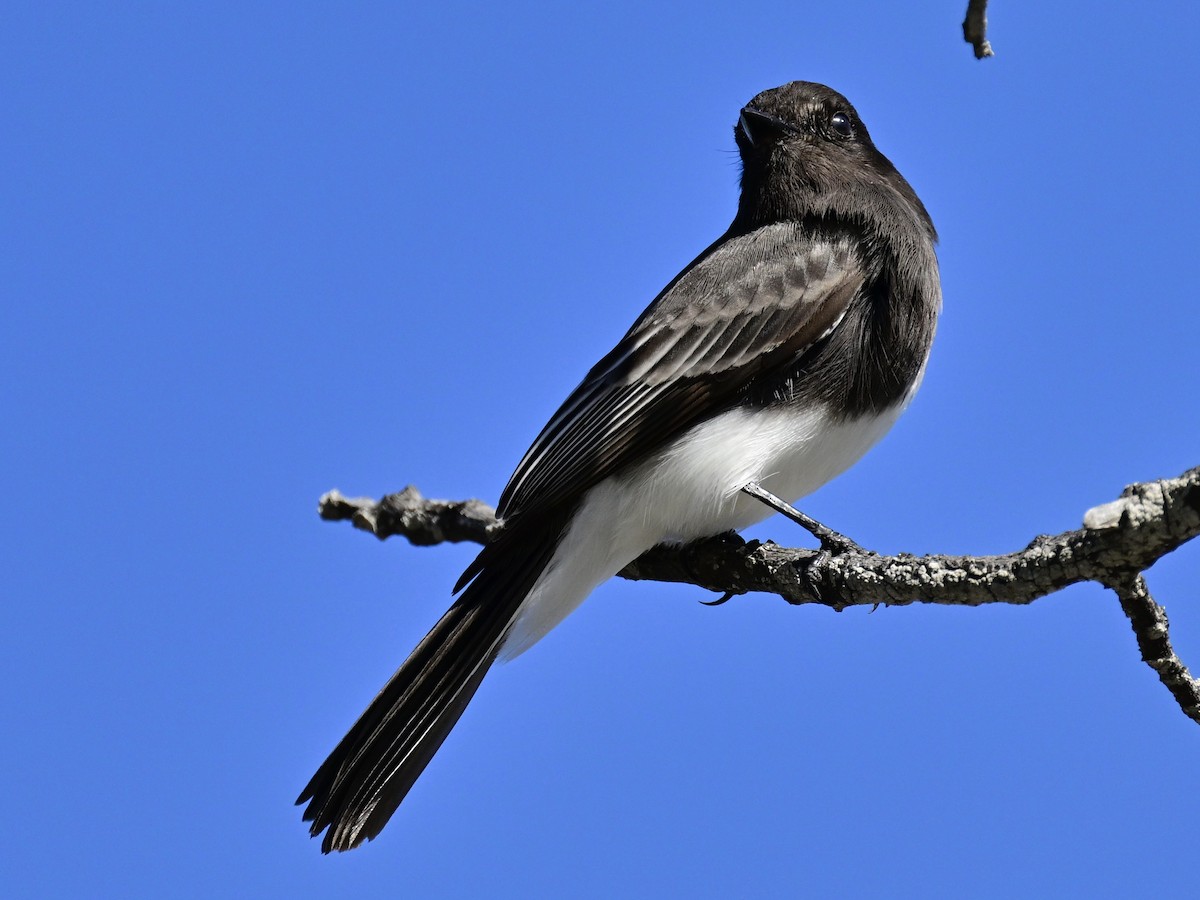 Чёрный фиби - ML646049803