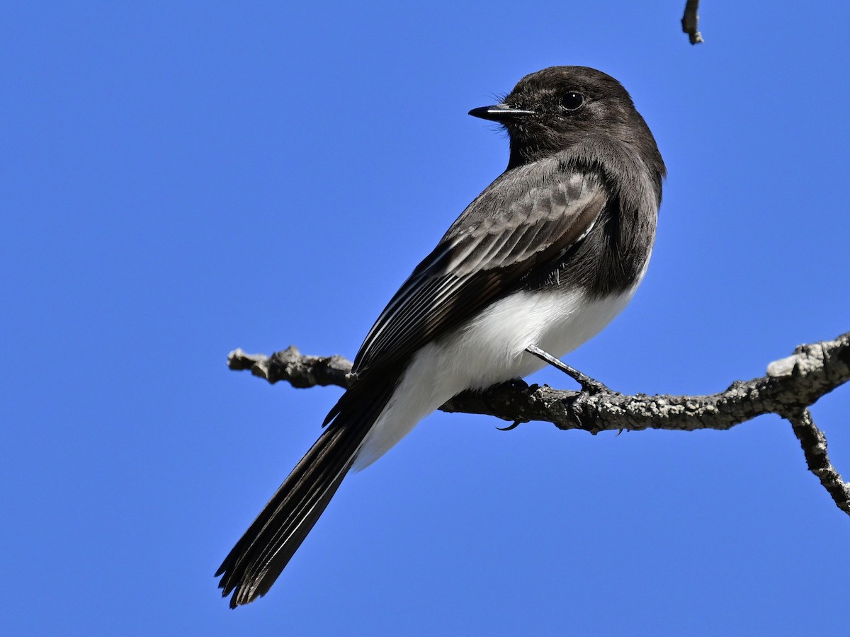 Чёрный фиби - ML646049804