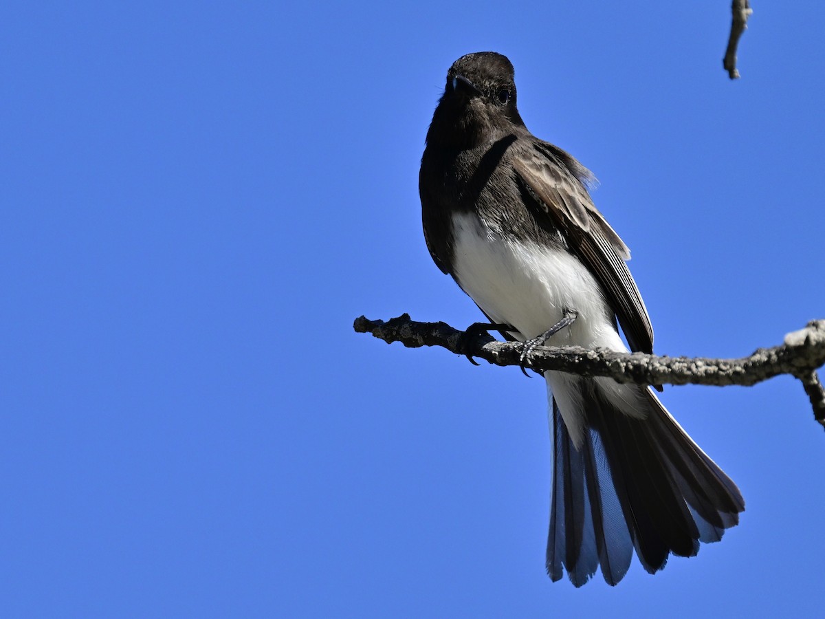 Чёрный фиби - ML646049805