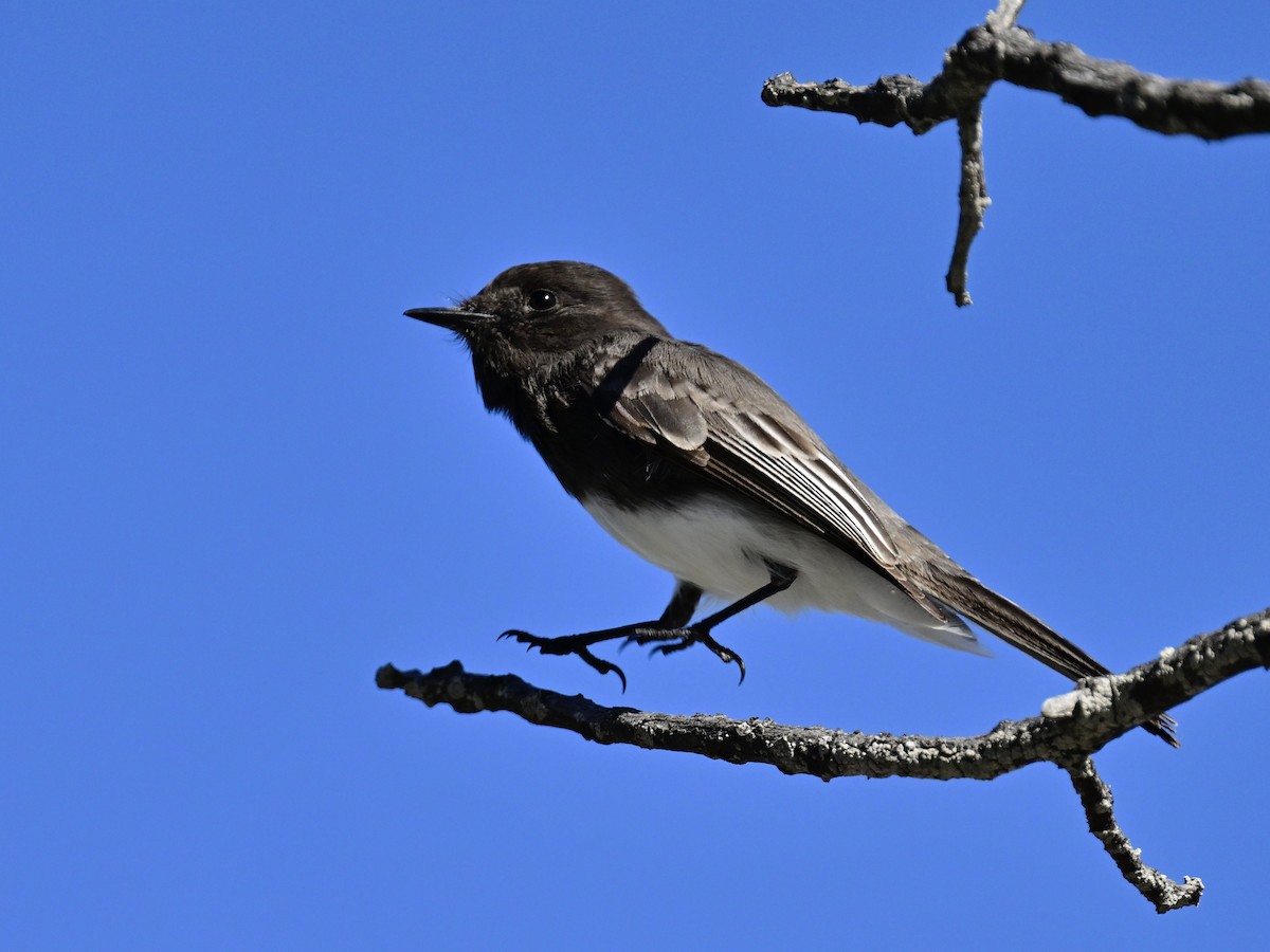 Чёрный фиби - ML646049806