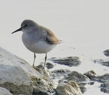 Белохвостый песочник - ML646049808