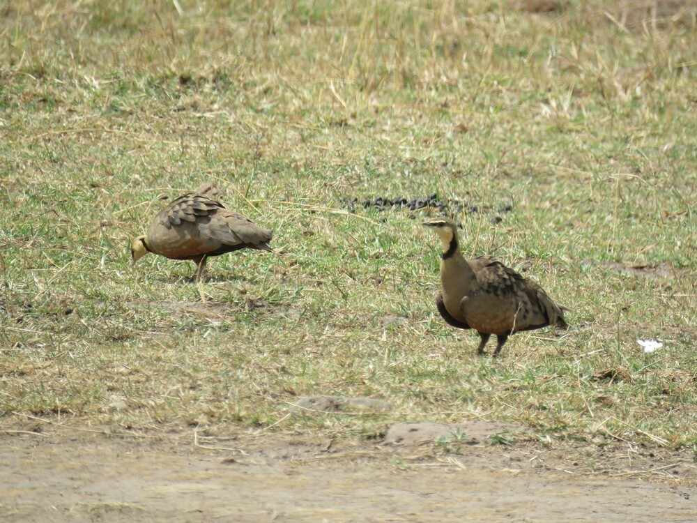 Желтогорлый рябок - ML646049809