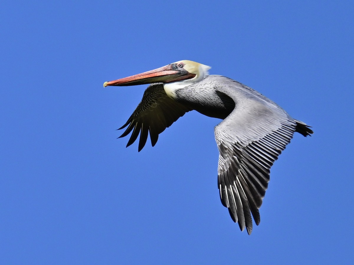 Бурый пеликан - ML646049810