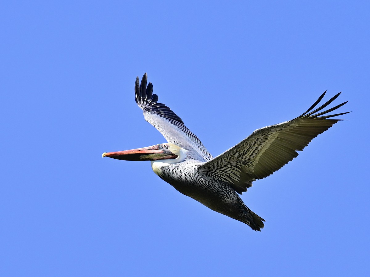 Бурый пеликан - ML646049811