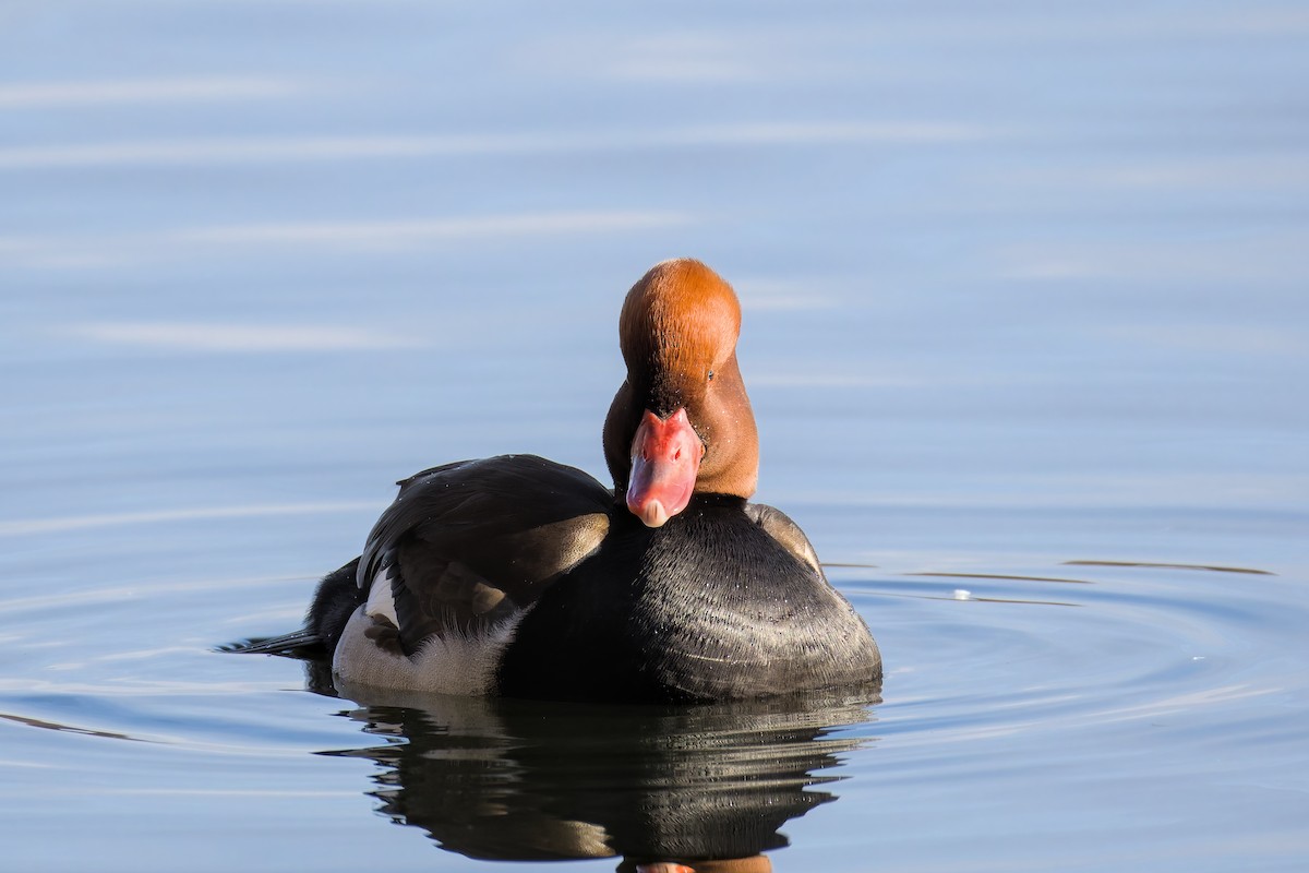 Красноносый нырок - ML646049812