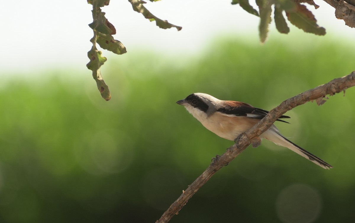 Индийский жулан - ML646049813