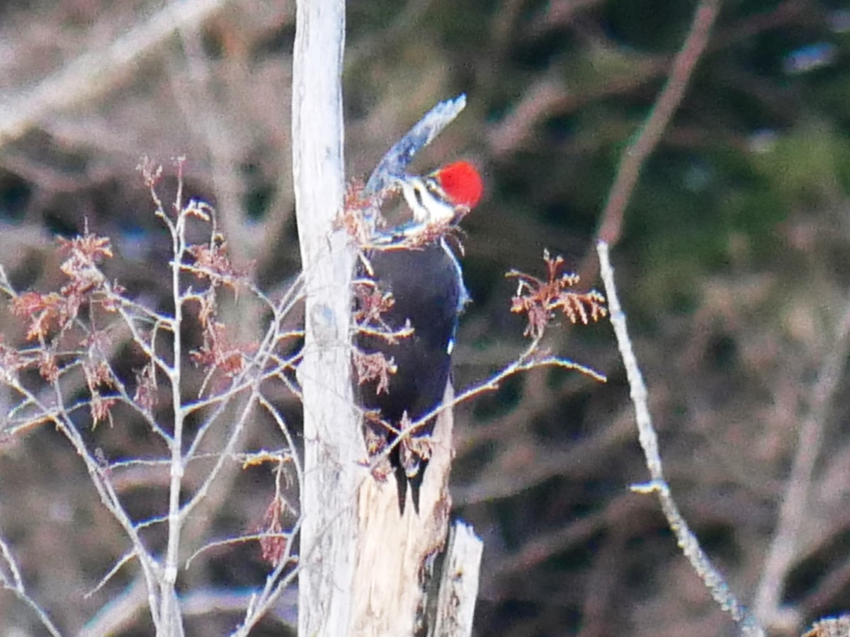 Хохлатая желна - ML646049815