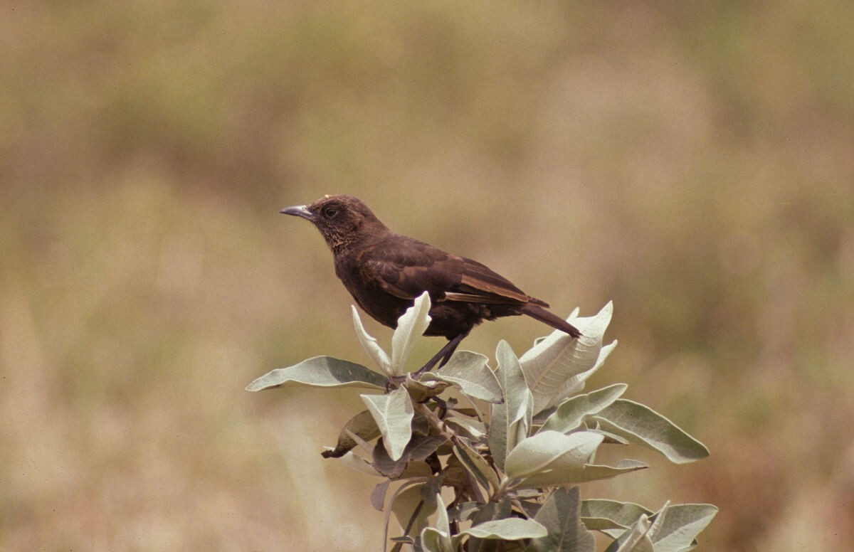 Northern Anteater-Chat - ML646049860