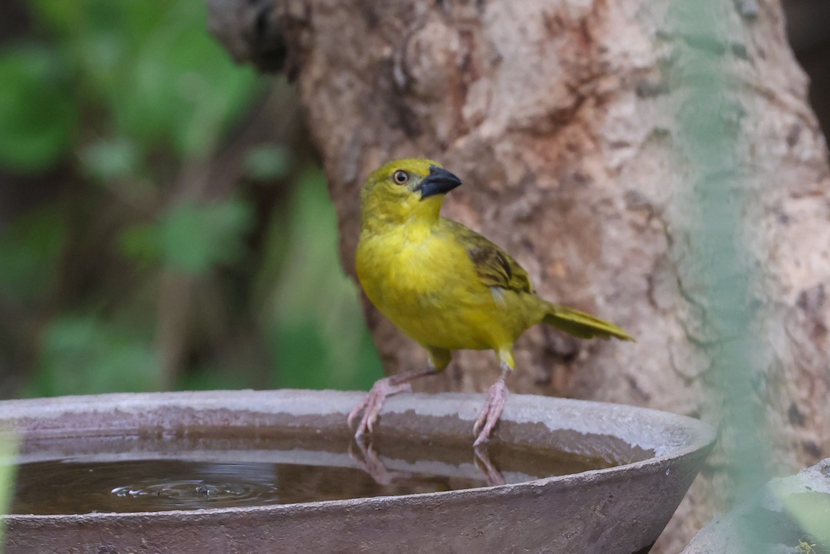 Holub's Golden-Weaver - ML646049861