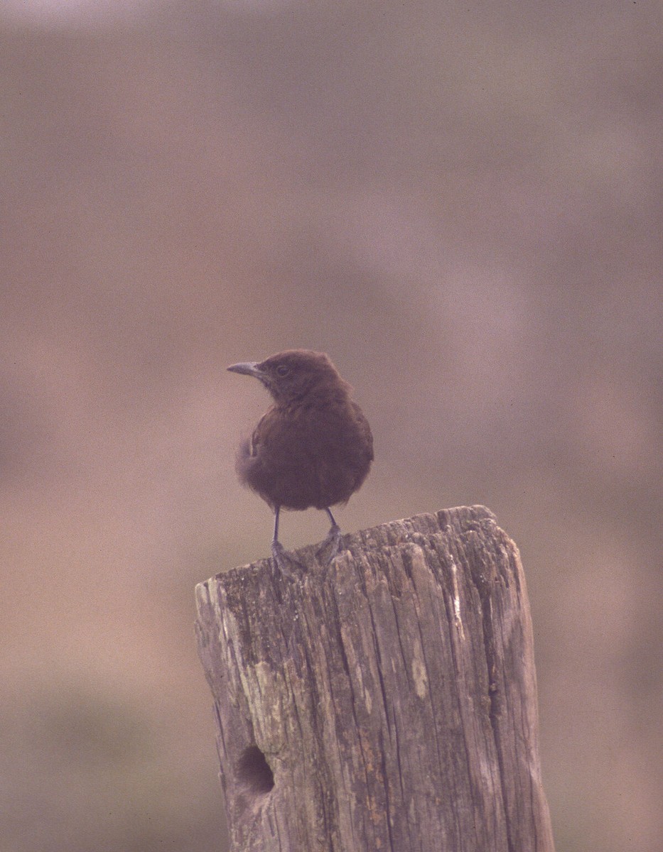 Northern Anteater-Chat - ML646049882