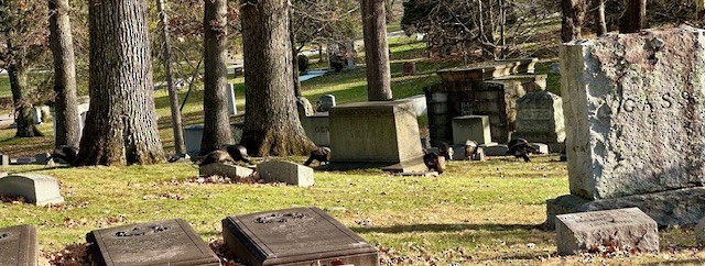 Wild Turkey - ML646049892