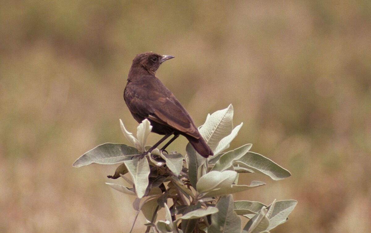 Northern Anteater-Chat - ML646049901