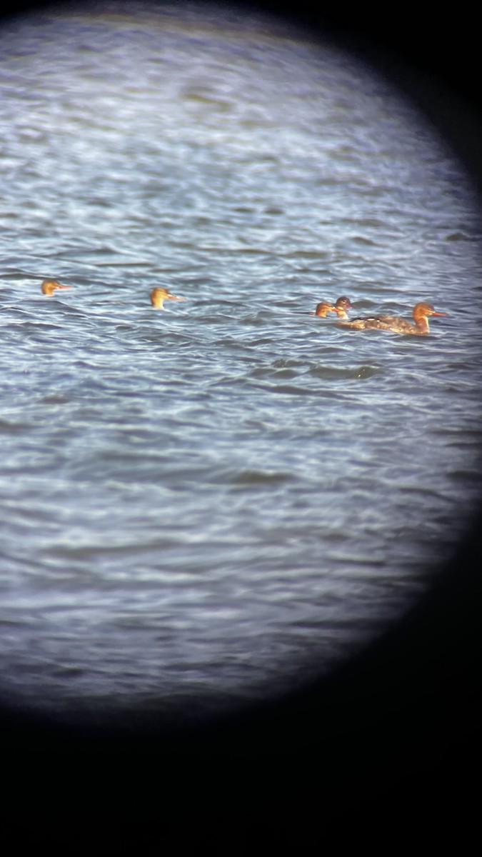 Serreta Mediana - ML646049909