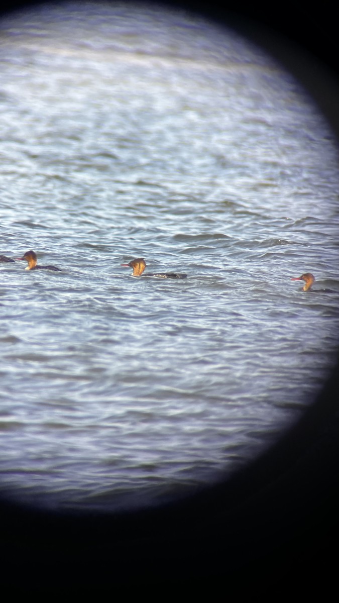 Serreta Mediana - ML646049910