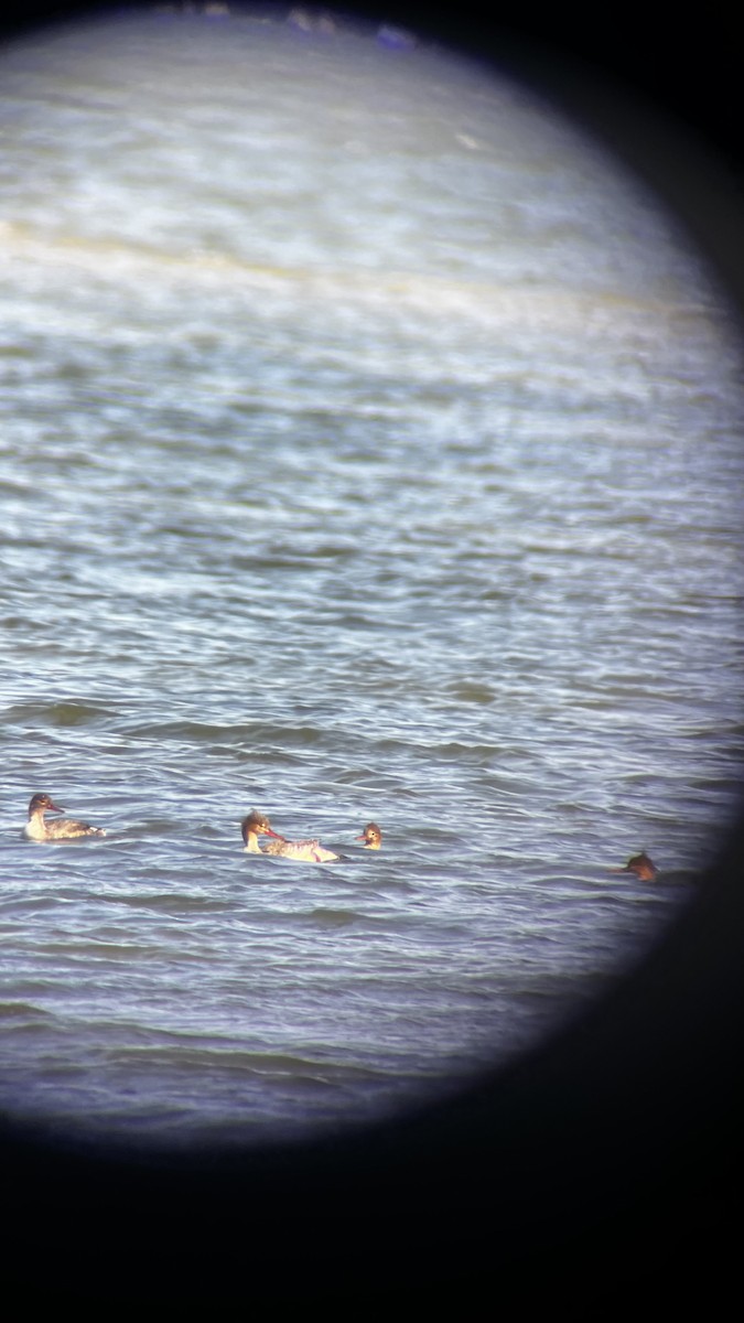 Serreta Mediana - ML646049911