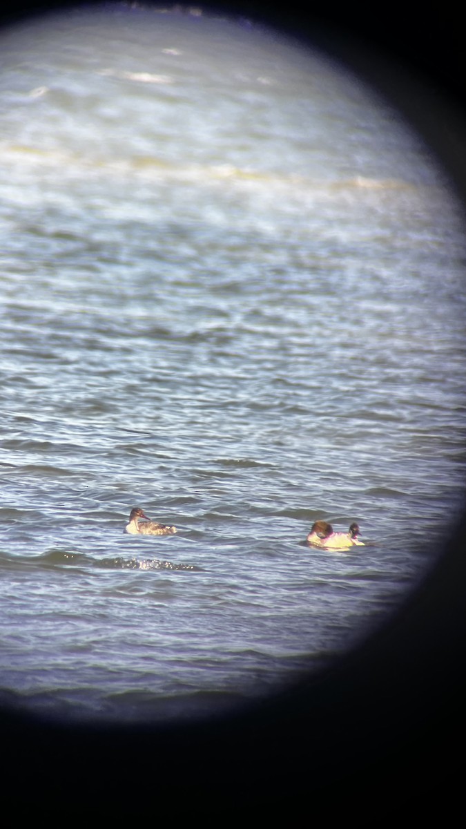 Serreta Mediana - ML646049912