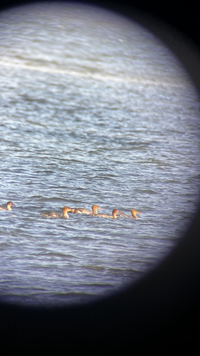 Serreta Mediana - ML646049913