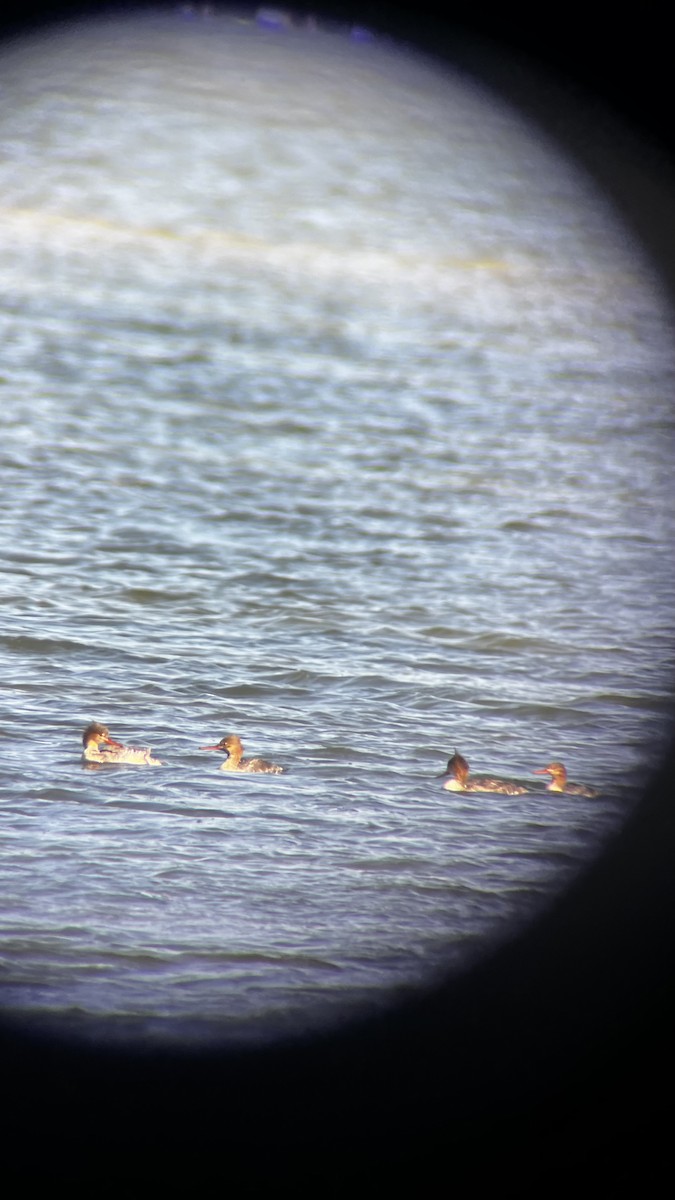 Serreta Mediana - ML646049915