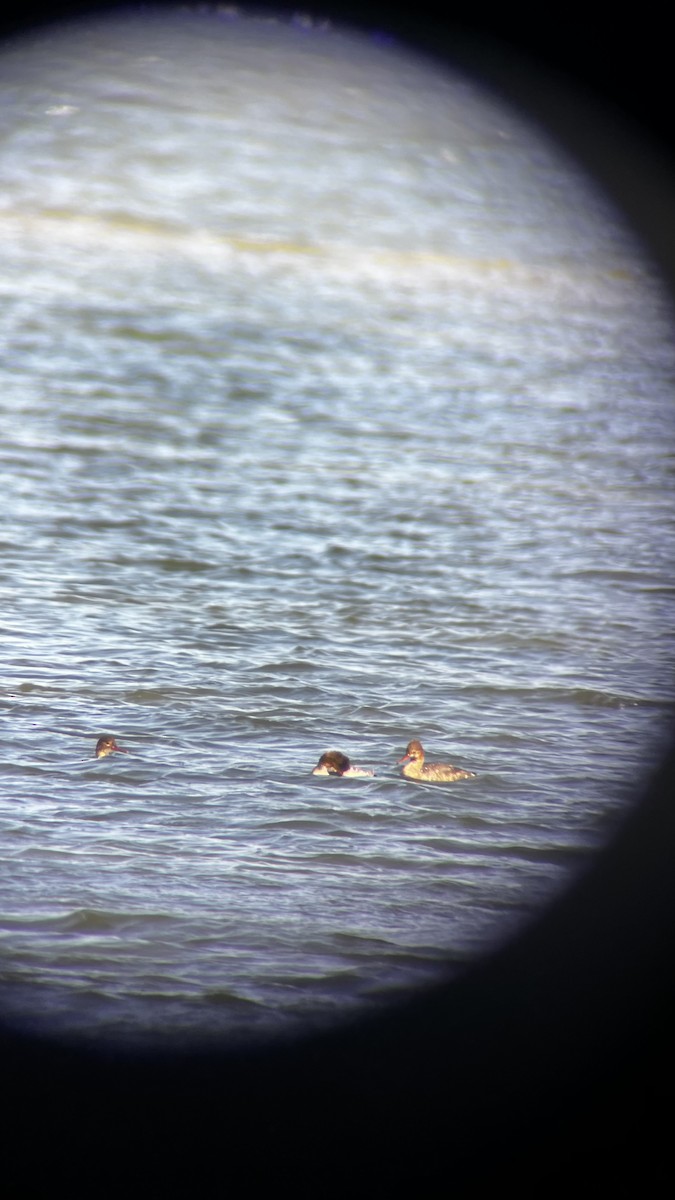 Serreta Mediana - ML646049916