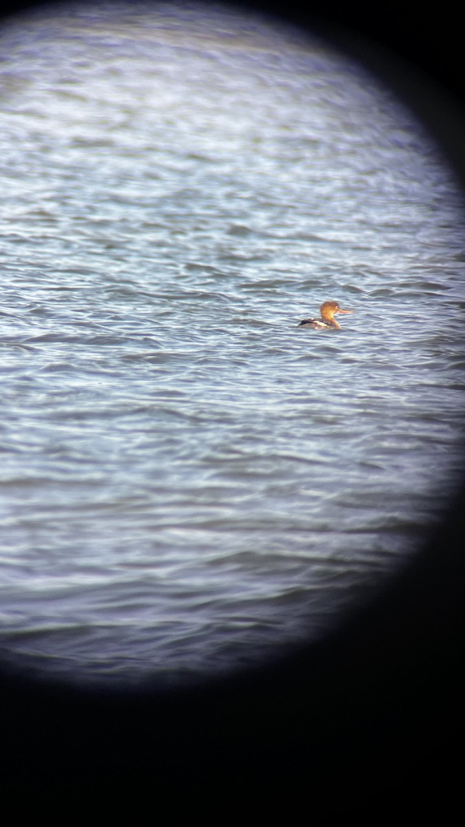 Serreta Mediana - ML646049917