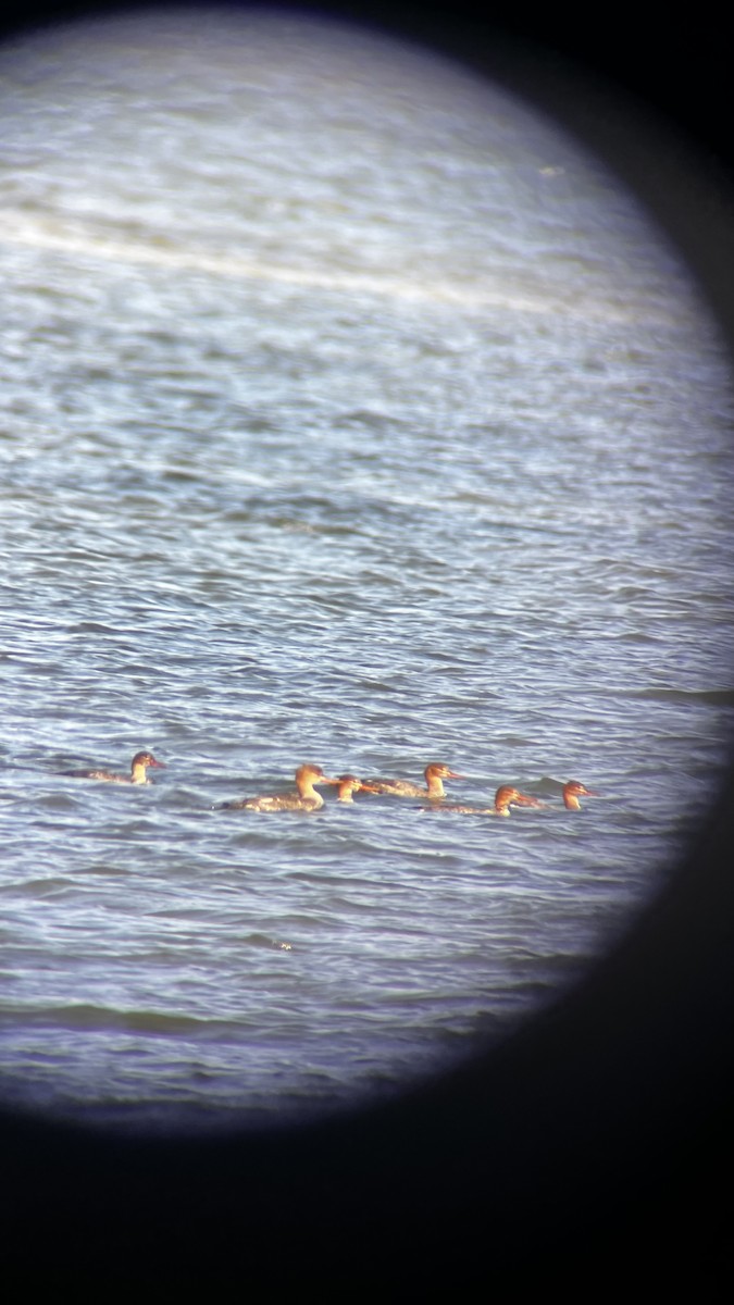 Serreta Mediana - ML646049918