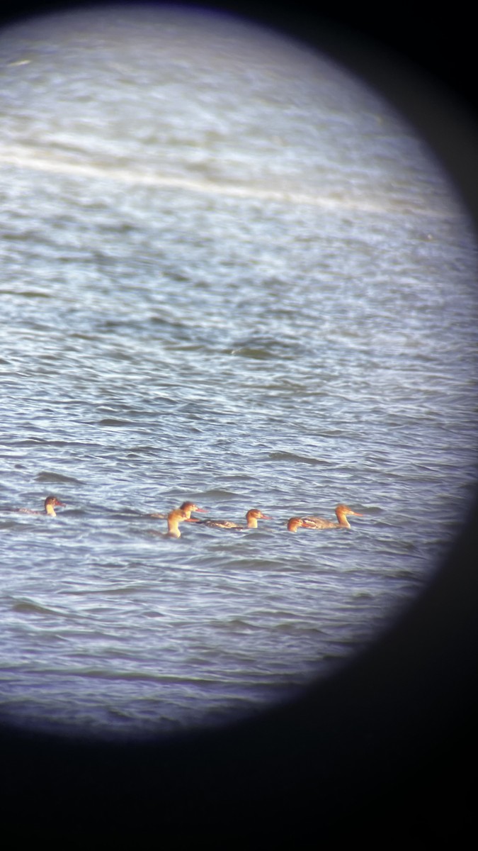 Serreta Mediana - ML646049919