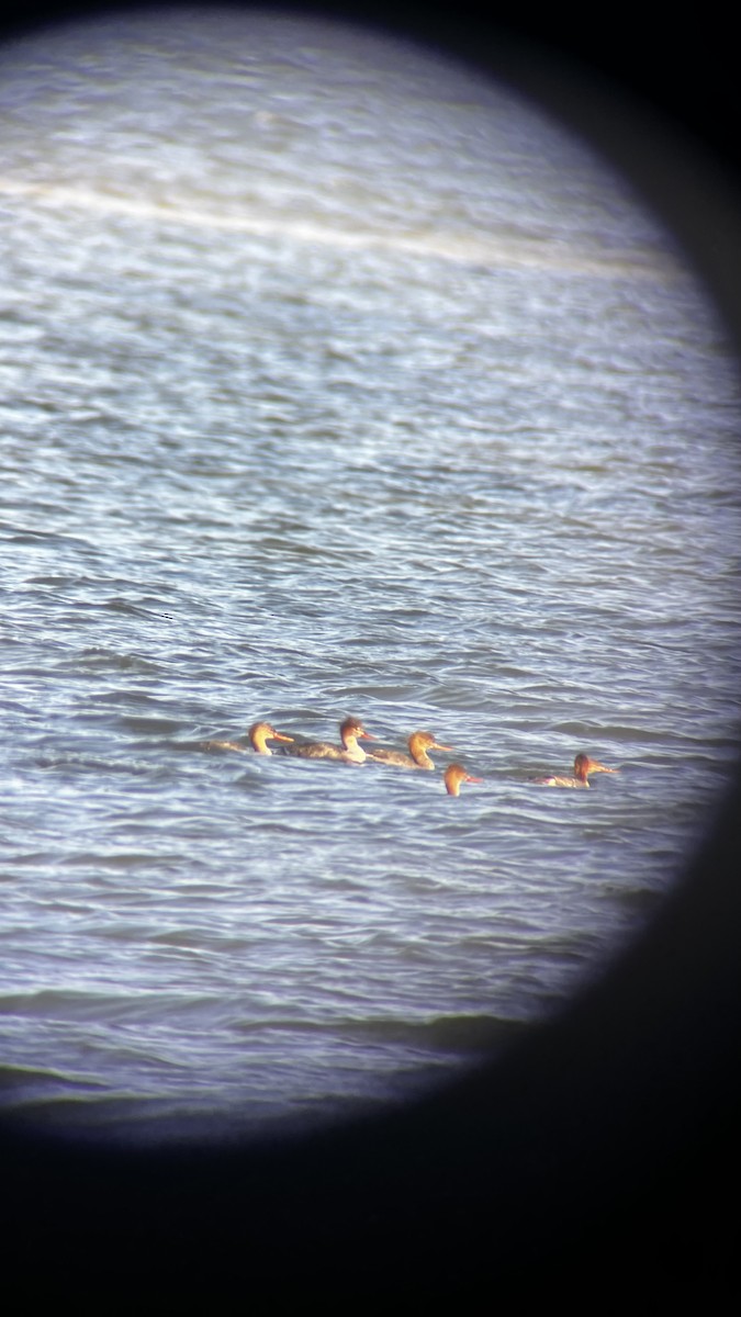 Serreta Mediana - ML646049920