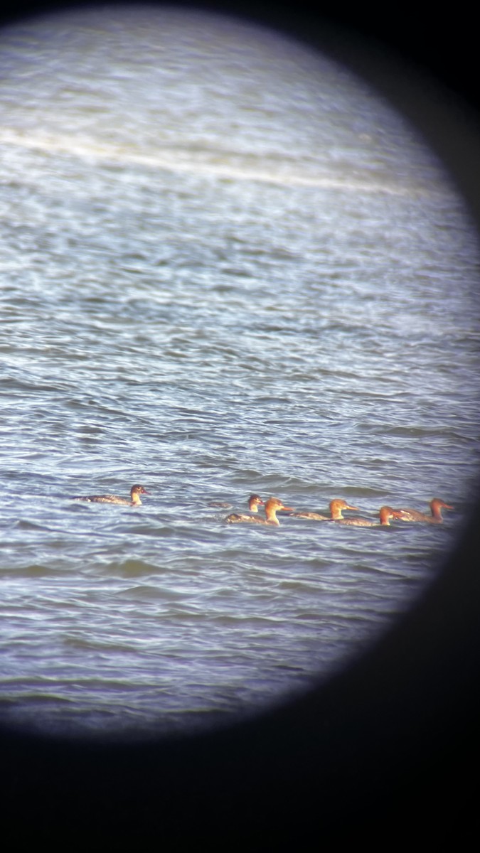 Serreta Mediana - ML646049921