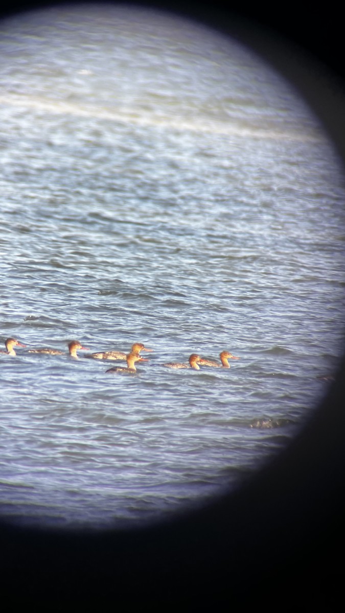 Serreta Mediana - ML646049926