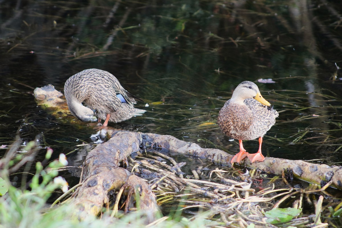 Mottled Duck - ML646049935