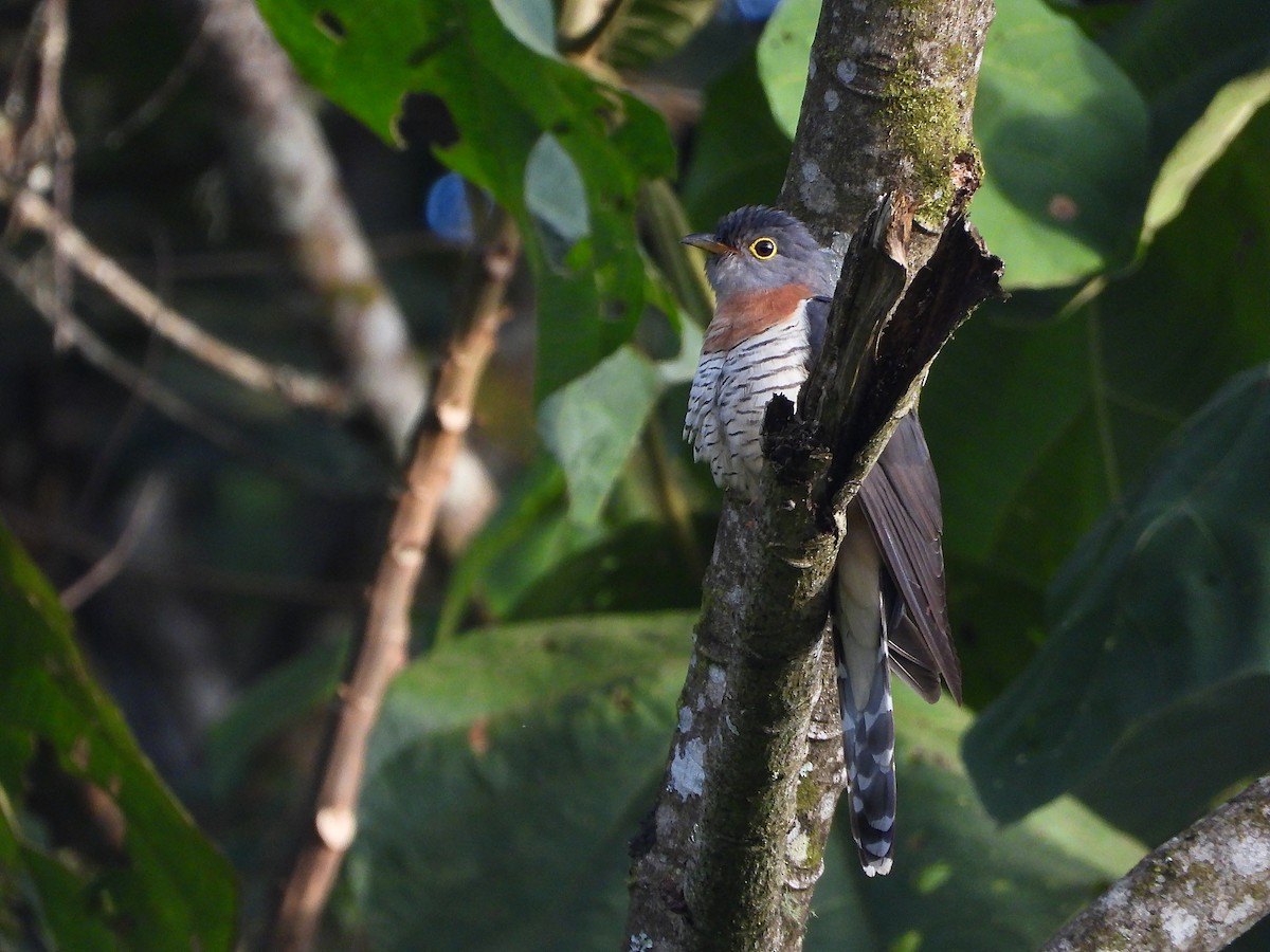 Einsiedlerkuckuck - ML646049945