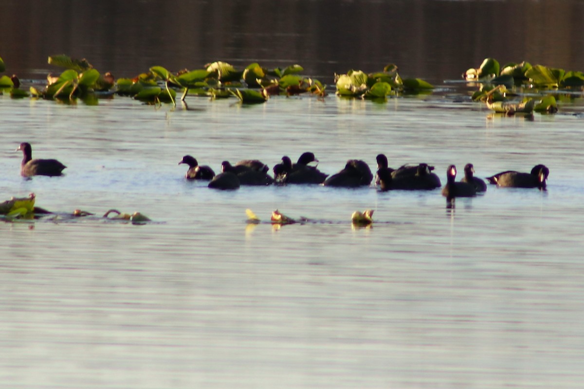 American Coot - ML646049948