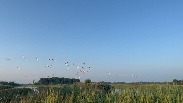 American White Pelican - ML646049950