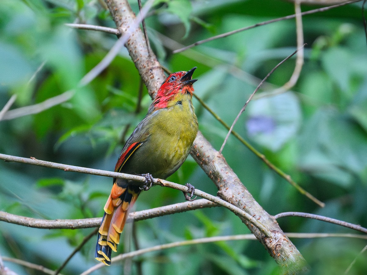 Scarlet-faced Liocichla - ML646049951