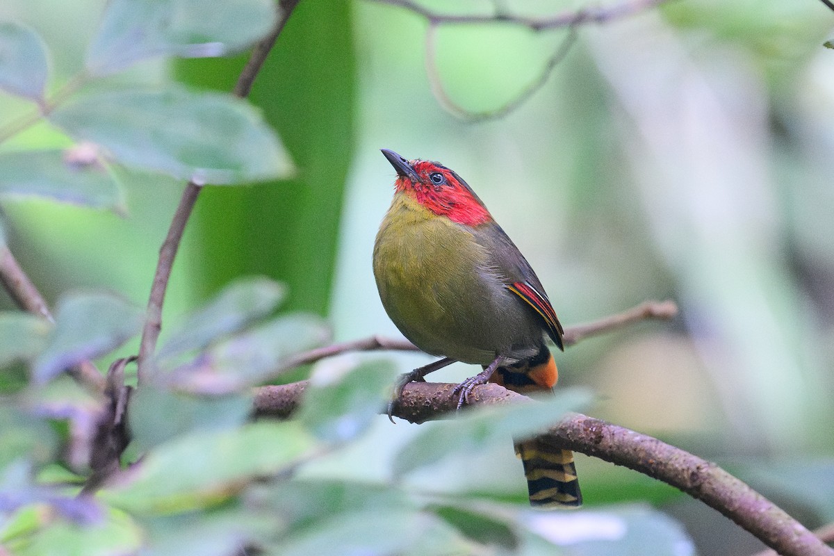Scarlet-faced Liocichla - ML646049952