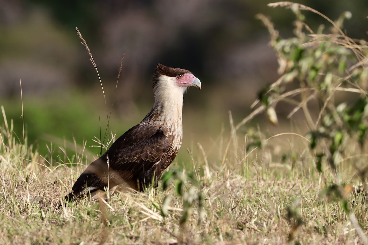 Crested Caracara - ML646049956