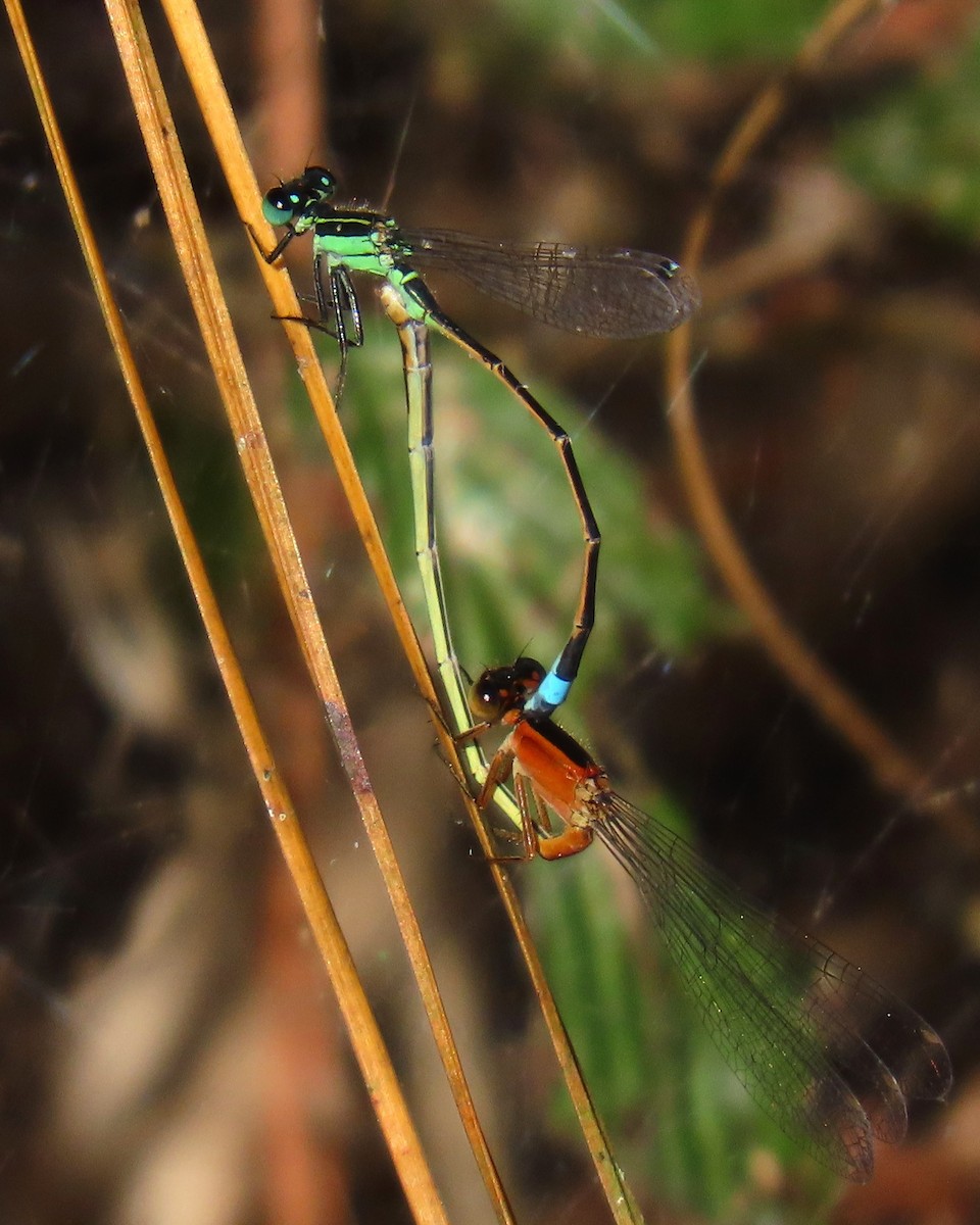 Rambur's Forktail - ML646049957