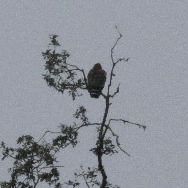 Red-shouldered Hawk - ML646049960