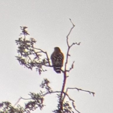 Red-shouldered Hawk - ML646049961