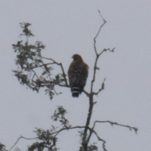 Red-shouldered Hawk - ML646049962