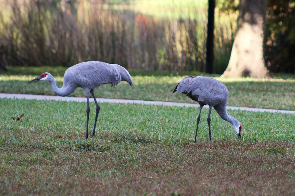 Орог тогоруу - ML646049969