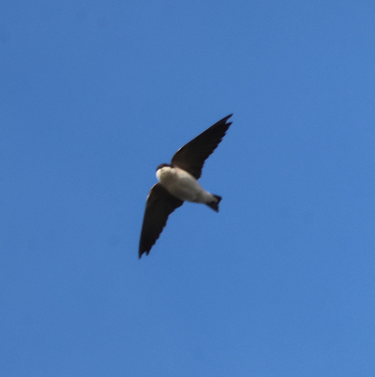 Western House-Martin - ML646049971