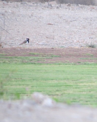 Red-wattled Lapwing - ML646049972
