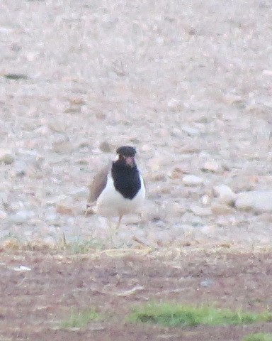 Red-wattled Lapwing - ML646049973